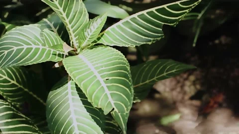 Leaf 2 ( 4K ) 動画素材 235634193