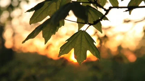 Leaf 2 Stock Footage 717067
