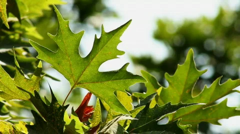 Leaf 2 Stock Footage 859588