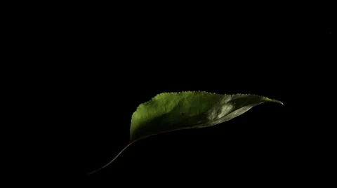 Leaf 2 Stock Footage 32202537