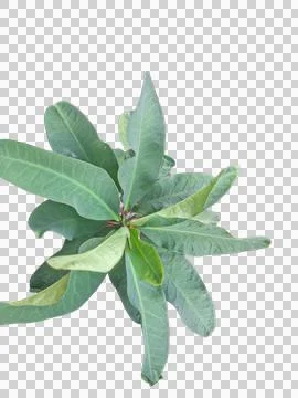 LEAF 2 PNG 写真素材