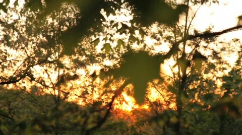 Leaf 3 Stock Footage 717026