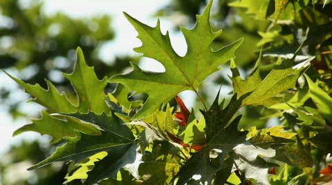 Leaf 3 Video stock 859595