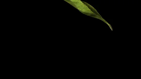 Leaf 3 Stock Footage 32202528