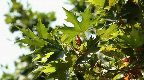Leaf 4 Stock Footage 859610