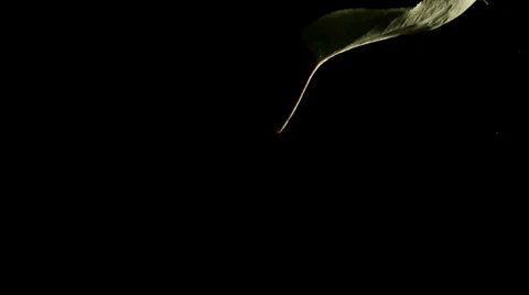 Leaf 4 Stock Footage 32202512
