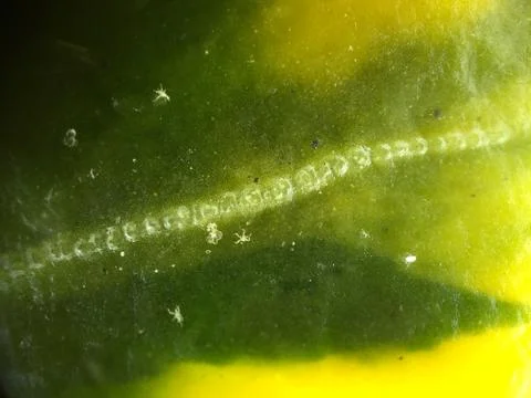 Leaf - 400x Zoom to Plants Stock-Fotos
