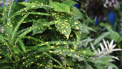 Leaf ( 4K ) 動画素材 235634185