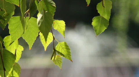 Leaf 5 Stock Footage 859597