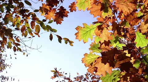 Leaf 5 Stock Footage 32421451