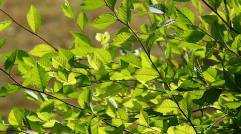 Leaf 6 Stock Footage 859598