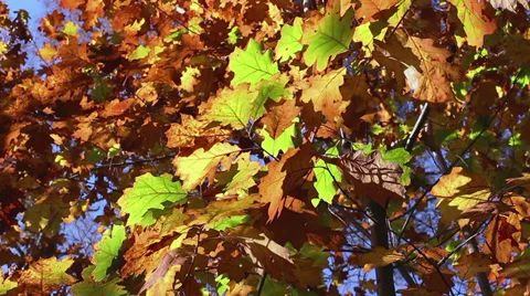 Leaf 6 Stock Footage 32421428