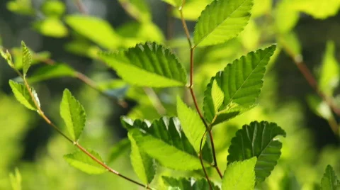 Leaf 7 Stock Footage 859601