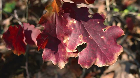 Leaf 7 Stock Footage 32816889