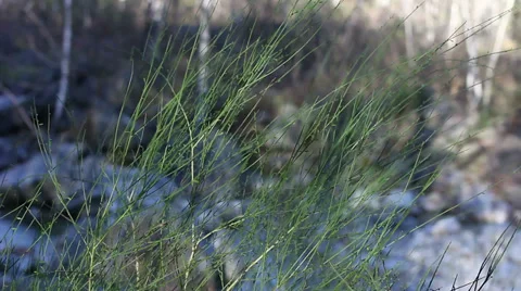 Leaf 9 Stock Footage 33420270