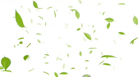Leaf A2-w HD Stock Footage