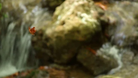 Leaf above the stream nature background autumn season Video stock 79137691