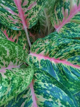 Leaf abstrack background Stock Photos