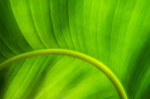 Leaf abstract nature background Stock Photos