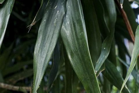 Leaf abstract Nature Stock Photos