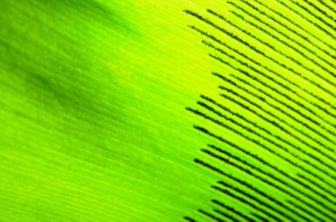 Leaf abstract Stock Photos