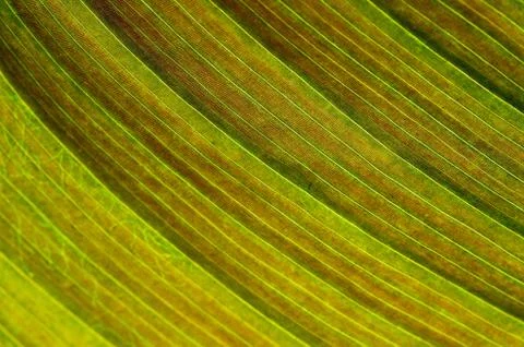 Leaf abstract Stock Photos