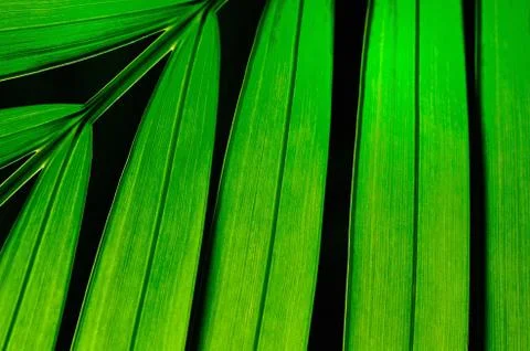 Leaf abstract Stock Photos