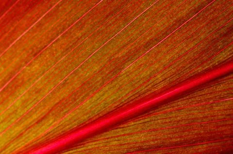 Leaf abstract Stock Photos