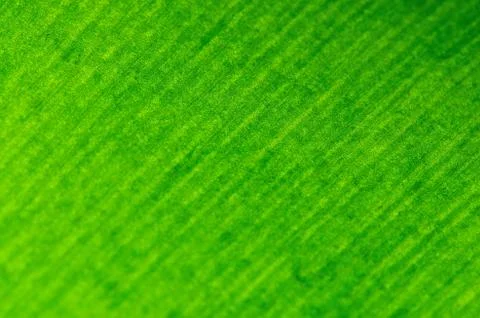 Leaf abstract Stock Photos