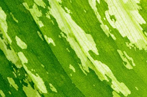 Leaf abstract Stock Photos