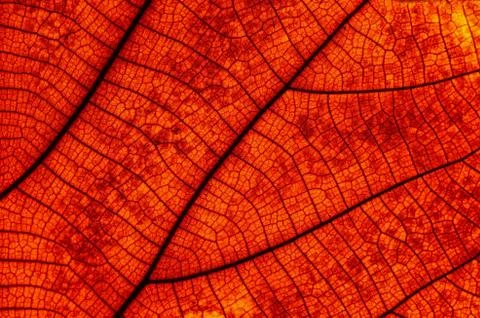 Leaf abstract Foto stock
