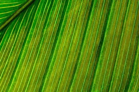 Leaf abstract Stock Photos
