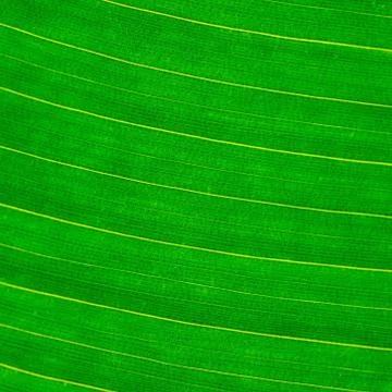 Leaf abstract Stock Photos