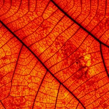 Leaf abstract Foto stock