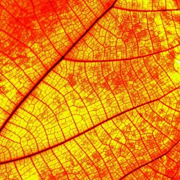 Leaf abstract Stock Photos