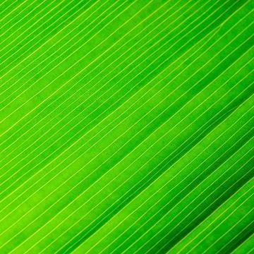 Leaf abstract Stock Photos