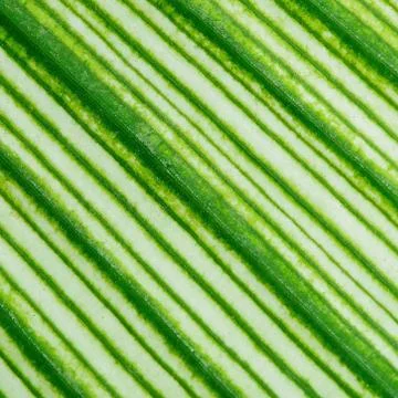 Leaf abstract Stock Photos