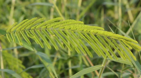 Leaf of acacia plant movement 動画素材 35576563