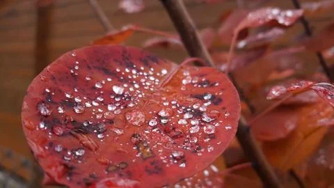 A Leaf Adorned with Dewdrops Stock Photos