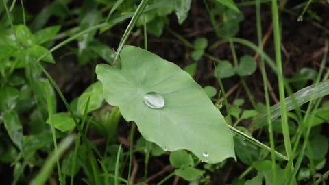 Leaf adorned with drop of water. Stock Footage 275233152