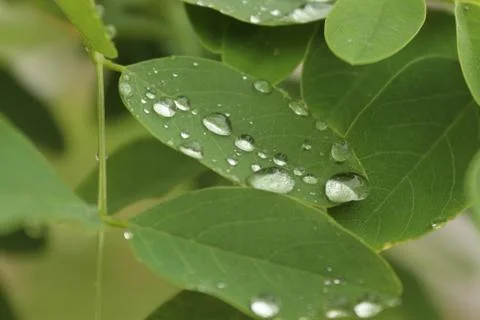 Leaf after rain Stock Photos