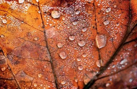 Leaf after the rain Stock Photos