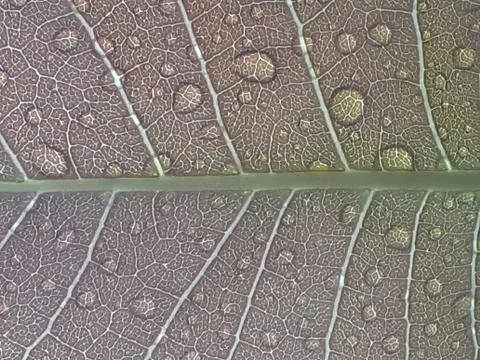 Leaf after rain Stock Photos