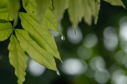Leaf after the rain 写真素材