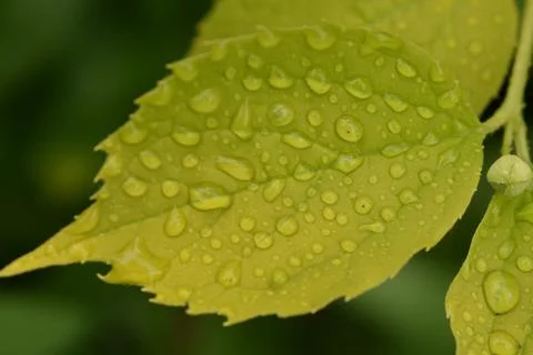 A leaf after the rain Stock Photos