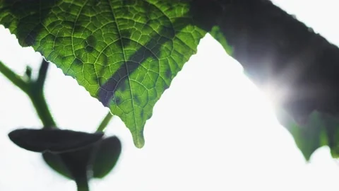 Leaf against the background of the sun Stock Footage 195854489