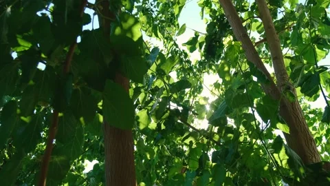 Leaf Against The Background Of The Sun 動画素材 200234953