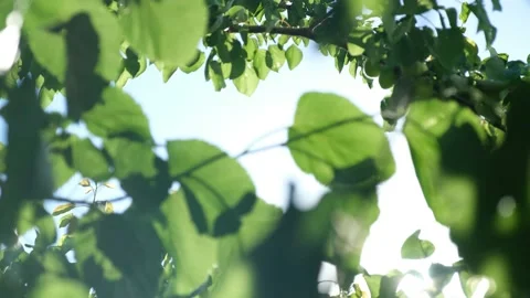 Leaf Against The Background Of The Sun 스톡 동영상 200253495
