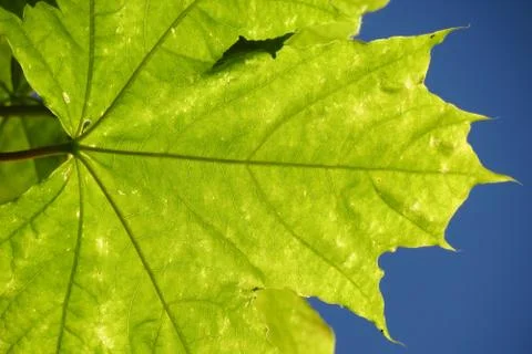 Leaf against blue sky Stock Photos