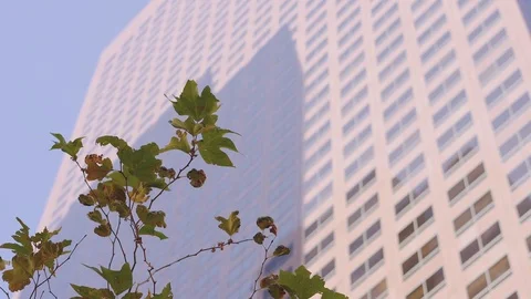 Leaf against City Building Stock Footage 73094007